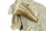 Fossil Mosasaur (Mosasaurus) Tooth In Rock - Morocco #311871-1